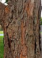 Angophora floribunda - trunk bark