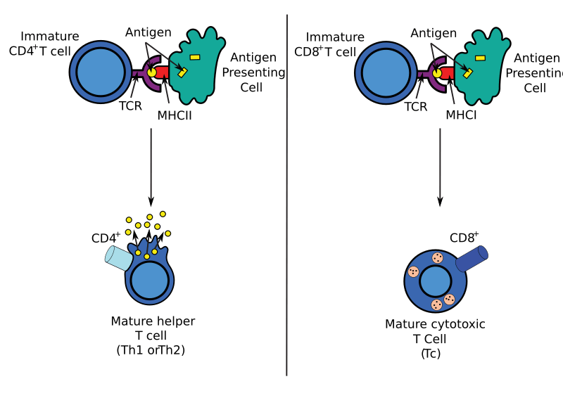 Antigen presentation