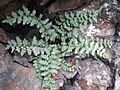 Asplenium bradleyi tuft