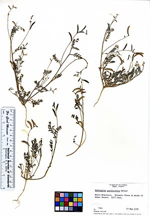Astragalus acutirostris (5947349096).jpg