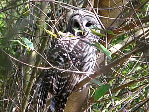 Barred owl restoration