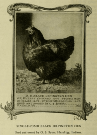 Black Orpington Hen