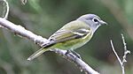 Blue-headed Vireo (8088894912)