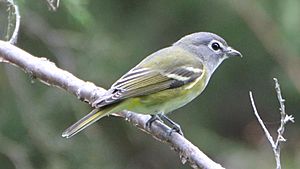 Blue-headed Vireo (8088894912)