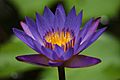 Blue water lilly flower