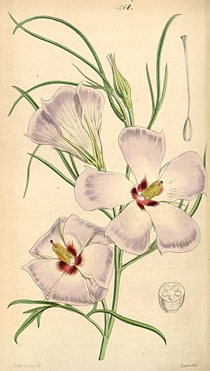 Botanical Magazine 4261 Fugosia hakeaefolia (pl)