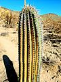 Burned Saguaro Cactus