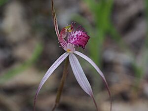 Caladenia gardneri 02