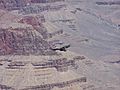 California condor over grand canyon
