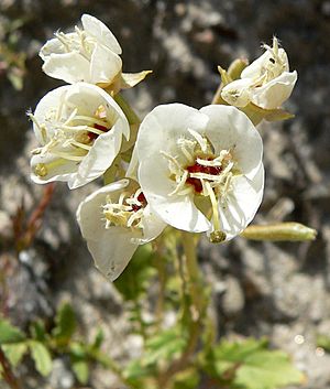 Camissonia claviformis flowers 2.jpg