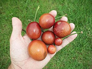 Capparis tomentosa fruits