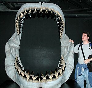 Carcharodon megalodon fossil shark jaw (reconstruction) (late Cenozoic) 2