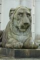Casino lion