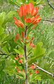 Castilleja coccinea