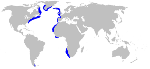 Centroscyllium fabricii distmap.png