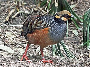 Chestnut-bellied Partridge RWD2