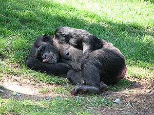 Chimpanzee At Taronga Zoo