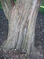 Choricarpia leptopetala - trunk