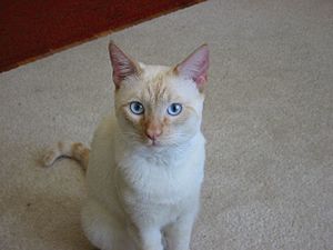 Colorpoint Shorthair