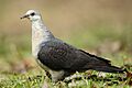 Columba leucomela female 2- Brunkerville