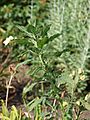 Common Amaranth or Redroot Pigweed (Amaranthus retroflexus)