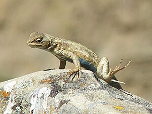 Common Sagebrush Lizard (Sceloporus graciosus)