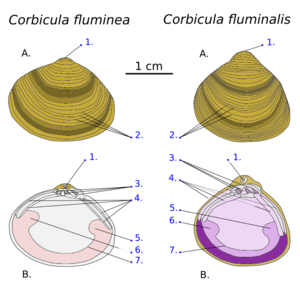 Corbicula schema-World