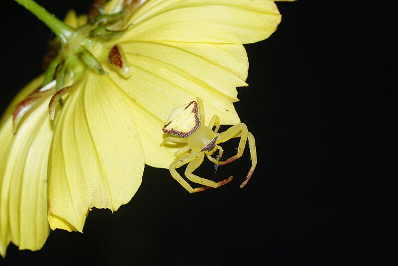 Crab Spider 6299