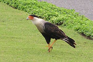 Crested Caracara