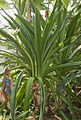 Crinum pedunculatum plant (BBG)
