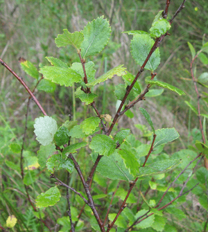 Cropped clear betula pumila.png
