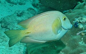 CtenochaetusTruncatus, Banda Aceh, Indonesia.jpg