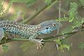 Dicrodon guttulatum