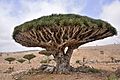 Dragon Blood Tree, Socotra Island (10098980413)