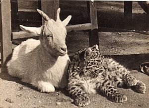 Enclosure for baby animals. Moscow Zoo, 1937