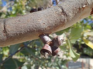 Eucalyptus mooreana fruit