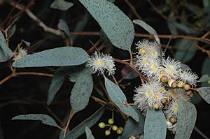 Eucalyptus whitei buds.jpg