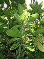 Excoecaria dallachyana RBG Sydney