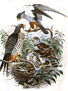 Falco amurensis 1868