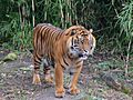 Felidae Panthera tigris sumatrae 3