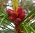 Flowering pine cones