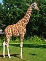 Giraffa camelopardalis reticulata 01