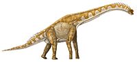 Giraffatitan DB.jpg