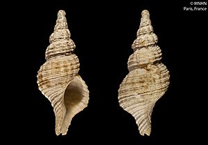 Glaphyrina caudata (MNHN-IM-2000-6461).jpeg