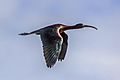 Glossy ibis (Plegadis falcinellus) in flight 2