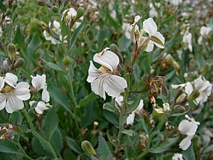 Goodenia albiflora 1306.jpg
