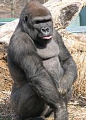 Gorilla at the Louisville Zoo 2
