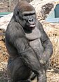 Gorilla at the Louisville Zoo 2