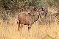 Greater kudu (Tragelaphus strepsiceros) calf male