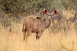 Greater kudu (Tragelaphus strepsiceros) calf male
